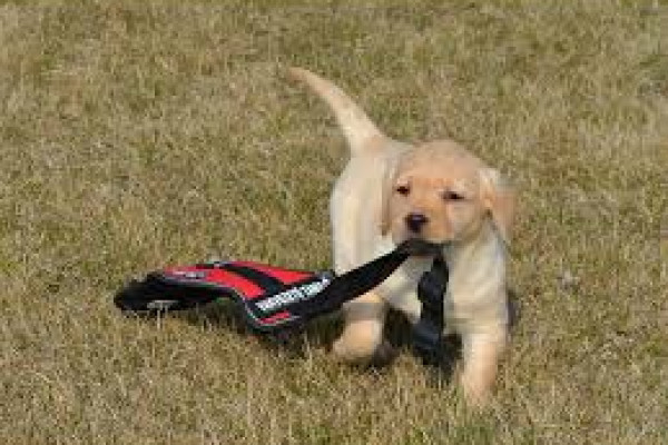 Patrónus LC Győr: Karácsonyi jótékonysági borkínálás - célba ért!